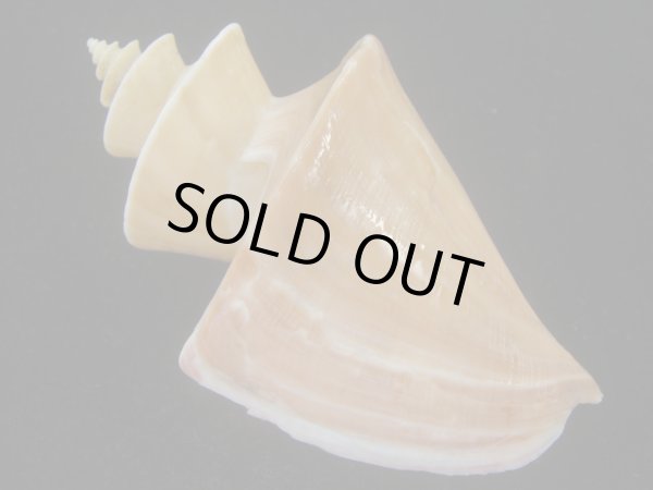 画像2: チマキボラ(Thatcheria mirabilis) 大　美品 (2)