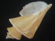 画像3: チマキボラ(Thatcheria mirabilis) 大　美品 (3)
