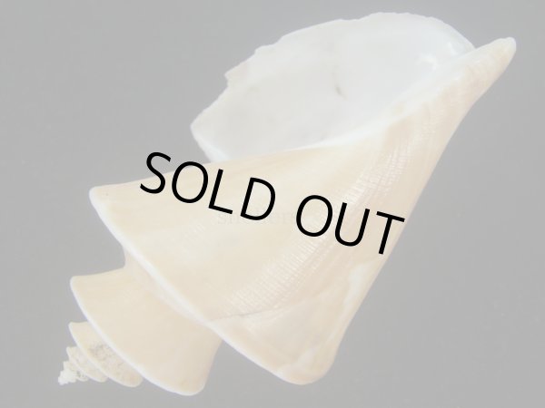 画像3: チマキボラ(Thatcheria mirabilis) 大　美品 (3)