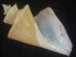 画像1: チマキボラ(Thatcheria mirabilis) 100ｍｍ　特大　美品 (1)