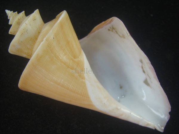 画像1: チマキボラ(Thatcheria mirabilis) 100ｍｍ　特大　美品 (1)