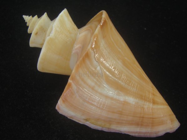 画像2: チマキボラ(Thatcheria mirabilis) 100ｍｍ　特大　美品 (2)