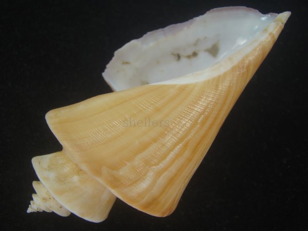 画像3: チマキボラ(Thatcheria mirabilis) 100ｍｍ　特大　美品 (3)