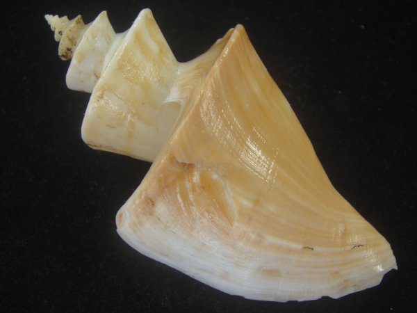 画像2: チマキボラ(Thatcheria mirabilis) 大　美品 (2)