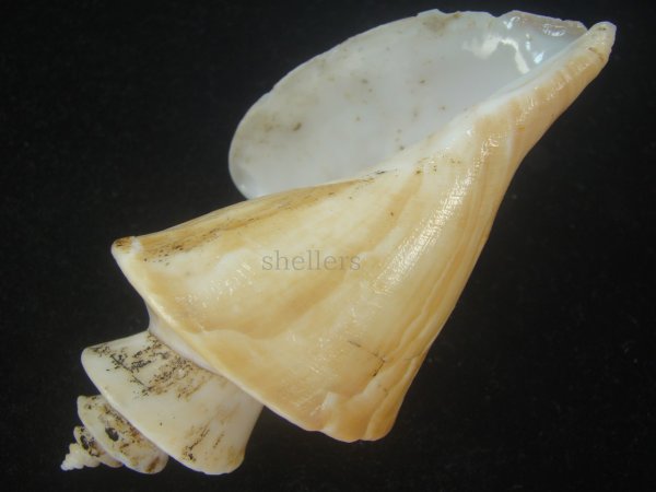 画像3: チマキボラ(Thatcheria mirabilis) 大　美品 (3)