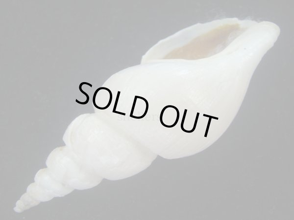 画像3: ツムガタネジボラ(Metajapelion adelphicus)  クリーニング済み (3)