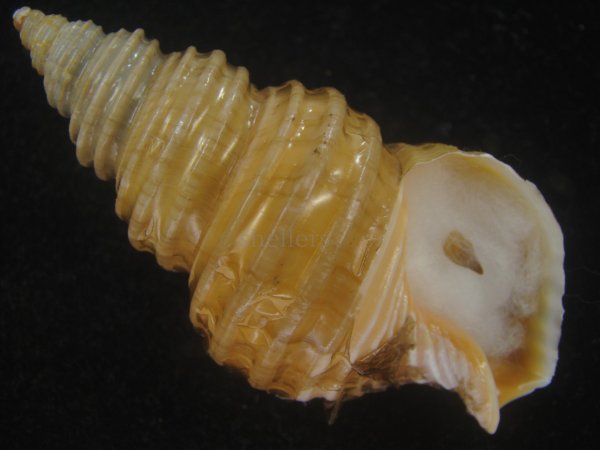 画像1: キノシタバイ(Parancistrolepis kinoshitai) 特美品 (1)