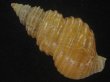 画像2: キノシタバイ(Parancistrolepis kinoshitai) 特美品 (2)