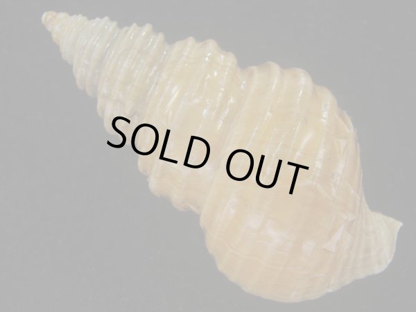 画像2: キノシタバイ(Parancistrolepis kinoshitai) 特美品 (2)