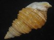 画像3: キノシタバイ(Parancistrolepis kinoshitai) 特美品 (3)