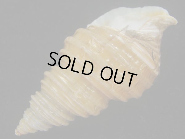 画像3: キノシタバイ(Parancistrolepis kinoshitai) 特美品 (3)