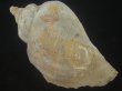 画像2: ミギマキタテゴトナシボラ(Pyrulofusus dexius japonicus) 大 (2)