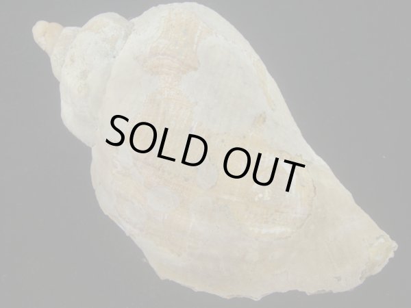 画像2: ミギマキタテゴトナシボラ(Pyrulofusus dexius japonicus) 大 (2)