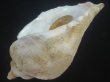 画像3: ミギマキタテゴトナシボラ(Pyrulofusus dexius japonicus) 大 (3)