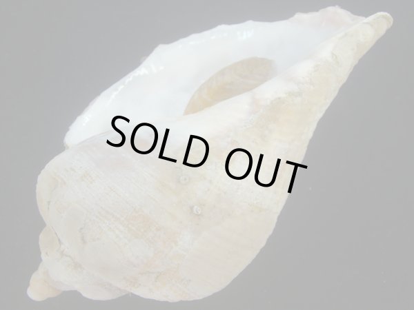 画像3: ミギマキタテゴトナシボラ(Pyrulofusus dexius japonicus) 大 (3)