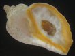 画像1: ミギマキタテゴトナシボラ(Pyrulofusus dexius japonicus) 老成　口唇濃色　美品 (1)