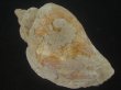 画像2: ミギマキタテゴトナシボラ(Pyrulofusus dexius japonicus) 老成　口唇濃色　美品 (2)