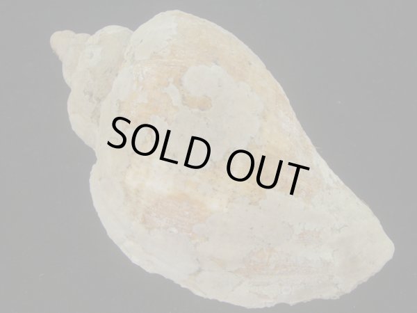 画像2: ミギマキタテゴトナシボラ(Pyrulofusus dexius japonicus) 老成　口唇濃色　美品 (2)