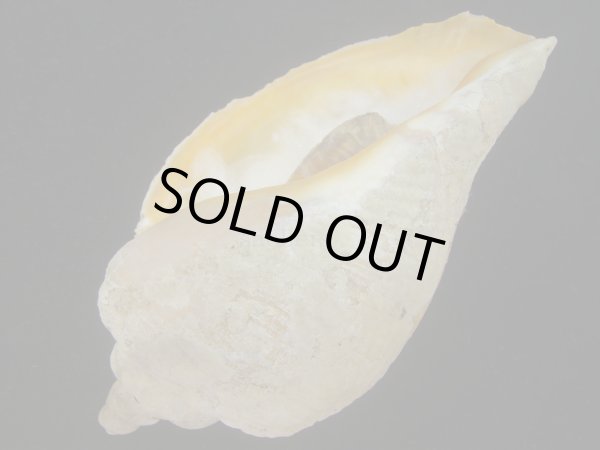 画像3: ミギマキタテゴトナシボラ(Pyrulofusus dexius japonicus) 老成　口唇濃色　美品 (3)