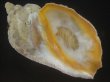 画像1: ミギマキタテゴトナシボラ(Pyrulofusus dexius japonicus) 老成　口唇特濃色　美品 (1)