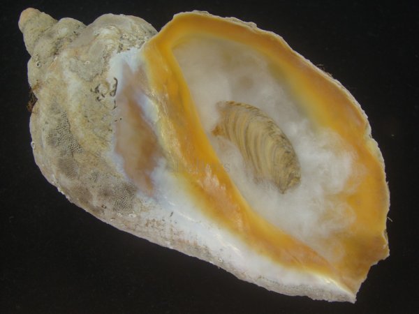画像1: ミギマキタテゴトナシボラ(Pyrulofusus dexius japonicus) 老成　口唇特濃色　美品 (1)