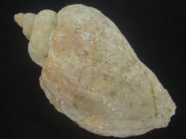 画像2: ミギマキタテゴトナシボラ(Pyrulofusus dexius japonicus) 老成　口唇特濃色　美品 (2)