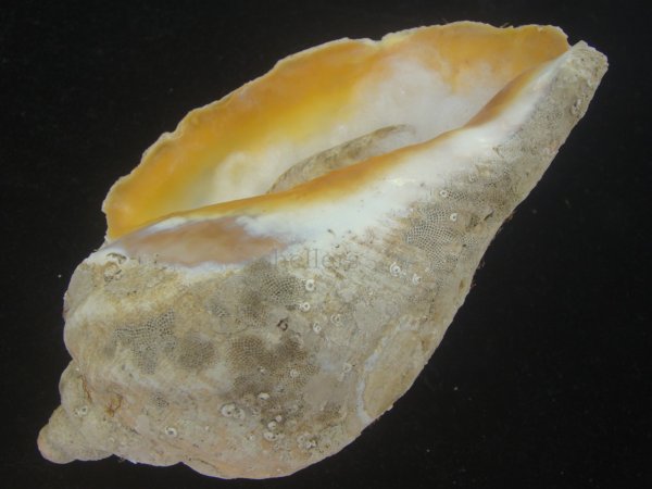 画像3: ミギマキタテゴトナシボラ(Pyrulofusus dexius japonicus) 老成　口唇特濃色　美品 (3)