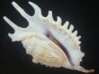 画像1: ムラサキムカデソデ(Ophioglossolambis violacea) 美品 (1)