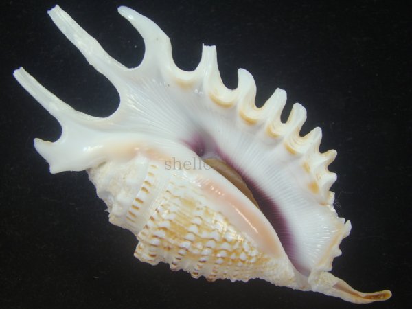 画像1: ムラサキムカデソデ(Ophioglossolambis violacea) 美品 (1)