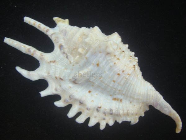 画像2: ムラサキムカデソデ(Ophioglossolambis violacea) 美品 (2)