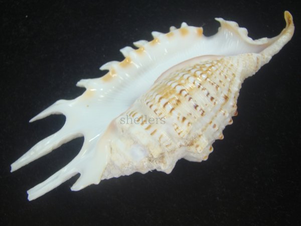 画像3: ムラサキムカデソデ(Ophioglossolambis violacea) 美品 (3)