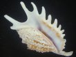 画像1: ムラサキムカデソデ(Ophioglossolambis violacea) 美品 (1)