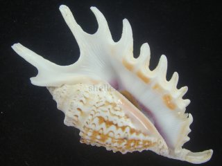 (激レア)ムラサキムカデソデとサソリガイ6個セット　貝 激レア)ムラサキムカデソデとサソリガイ6個セット 貝 - メルカリ