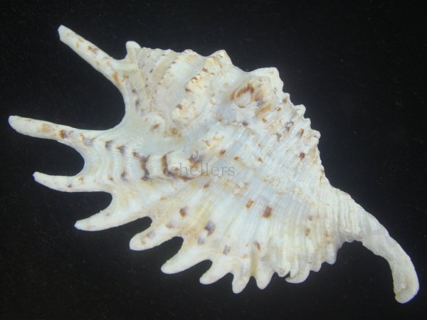 画像2: ムラサキムカデソデ(Ophioglossolambis violacea) 美品 (2)