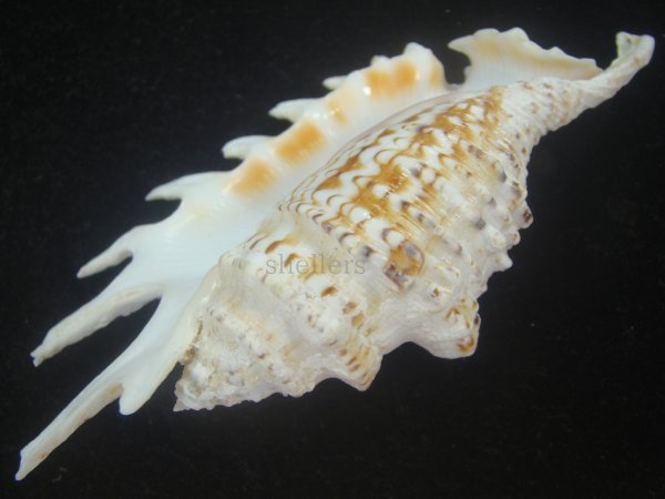 画像3: ムラサキムカデソデ(Ophioglossolambis violacea) 美品 (3)