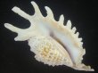 画像1: ムラサキムカデソデ(Ophioglossolambis violacea) 大　老成　美品 (1)