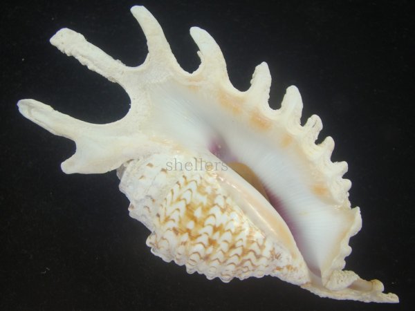 画像1: ムラサキムカデソデ(Ophioglossolambis violacea) 大　老成　美品 (1)