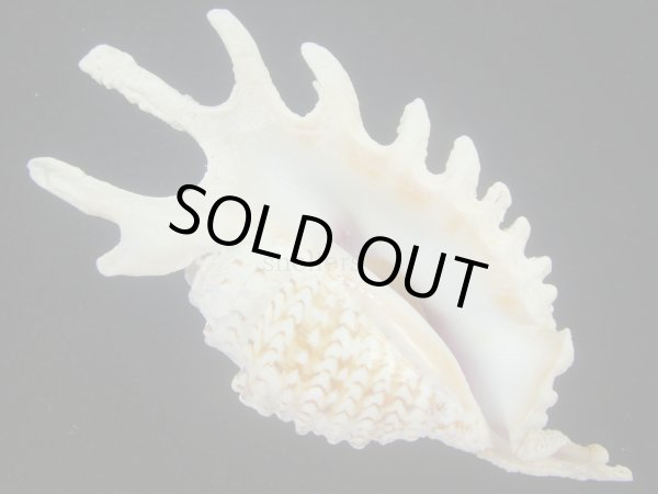 画像1: ムラサキムカデソデ(Ophioglossolambis violacea) 大　老成　美品 (1)