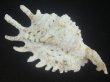 画像2: ムラサキムカデソデ(Ophioglossolambis violacea) 大　老成　美品 (2)