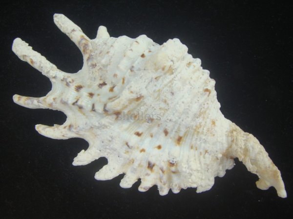 画像2: ムラサキムカデソデ(Ophioglossolambis violacea) 大　老成　美品 (2)