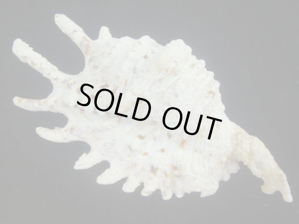 画像2: ムラサキムカデソデ(Ophioglossolambis violacea) 大　老成　美品 (2)