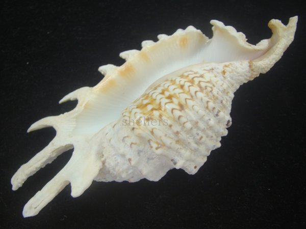 画像3: ムラサキムカデソデ(Ophioglossolambis violacea) 大　老成　美品 (3)