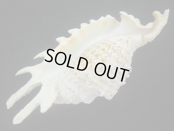 画像3: ムラサキムカデソデ(Ophioglossolambis violacea) 大　老成　美品 (3)