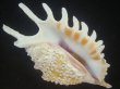 画像1: ムラサキムカデソデ(Ophioglossolambis violacea) 濃色　老成　美品 (1)