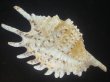 画像2: ムラサキムカデソデ(Ophioglossolambis violacea) 濃色　老成　美品 (2)