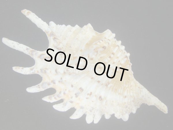 画像2: ムラサキムカデソデ(Ophioglossolambis violacea) 濃色　老成　美品 (2)