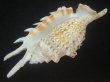 画像3: ムラサキムカデソデ(Ophioglossolambis violacea) 濃色　老成　美品 (3)