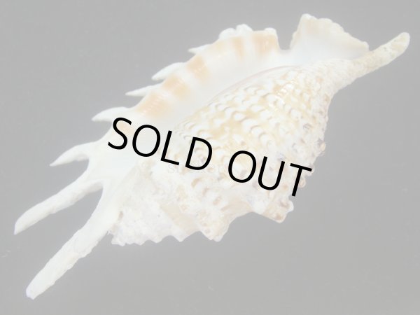 画像3: ムラサキムカデソデ(Ophioglossolambis violacea) 濃色　老成　美品 (3)