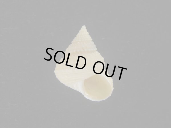 画像1: ウニギンエビス(Cidarina cidaris) (1)