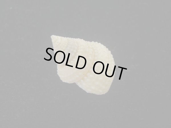 画像2: ウニギンエビス(Cidarina cidaris) (2)